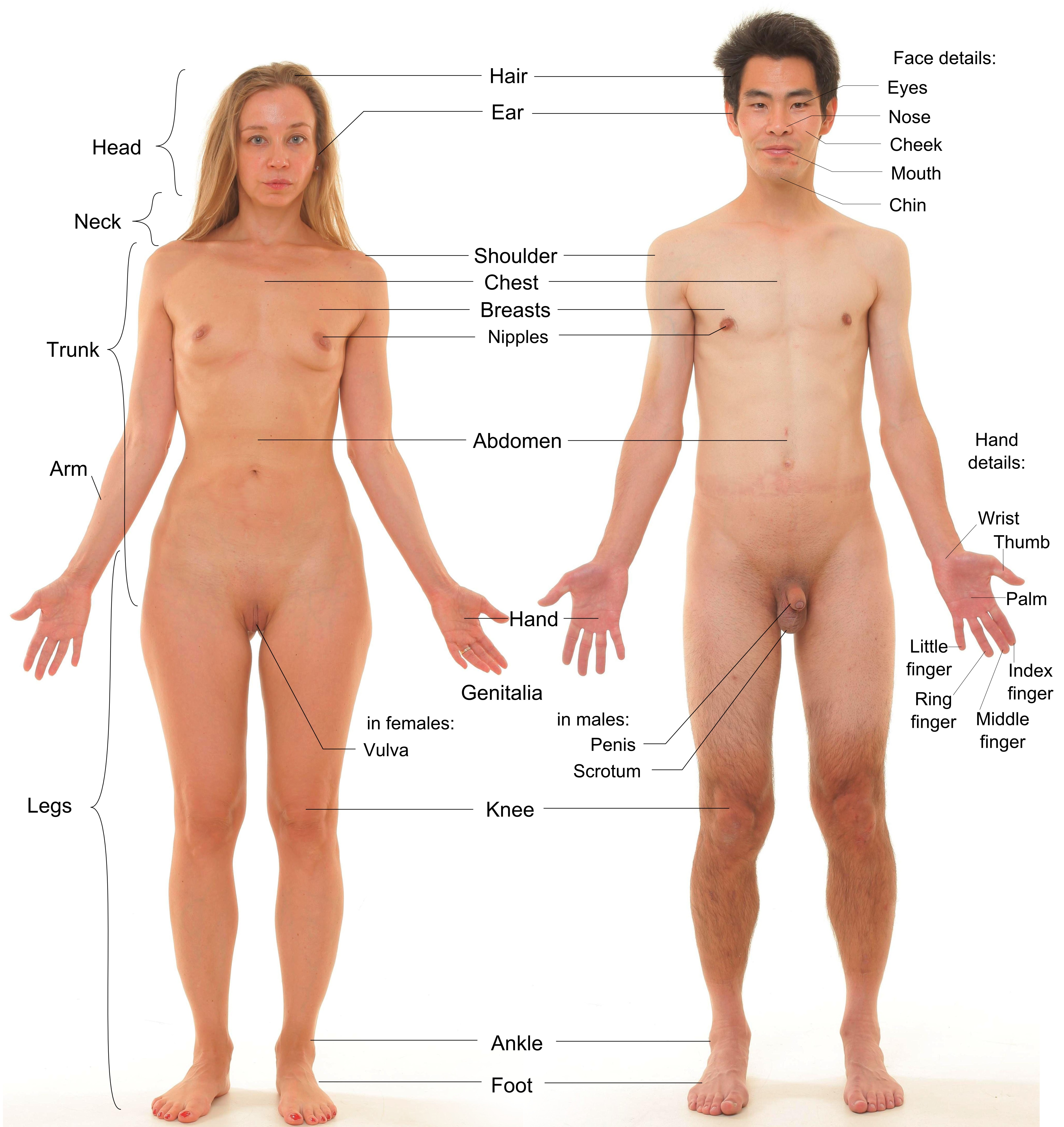 Erections male nude